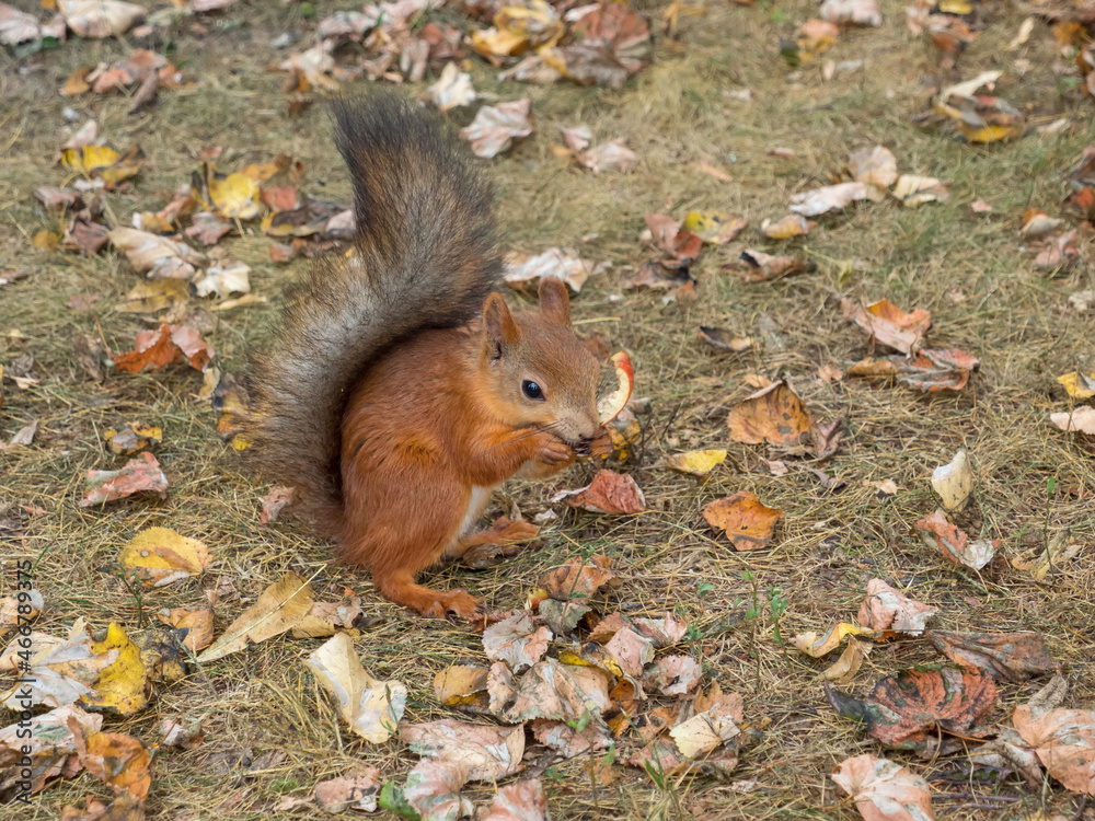 Fox Squirrel eating nuts in Autumn
Fox Squirrel eating nuts in Autumn