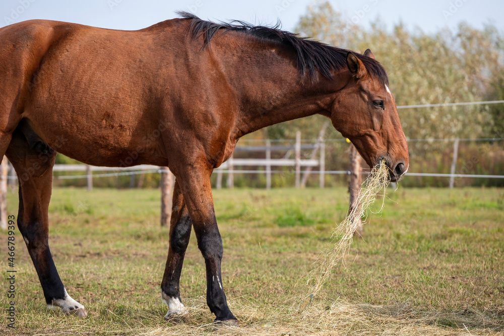 Obraz premium Horse eating hay from the ground on a paddock. Bay horse meal, sunny day.