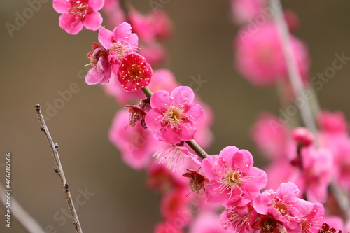 野川桜５ photo