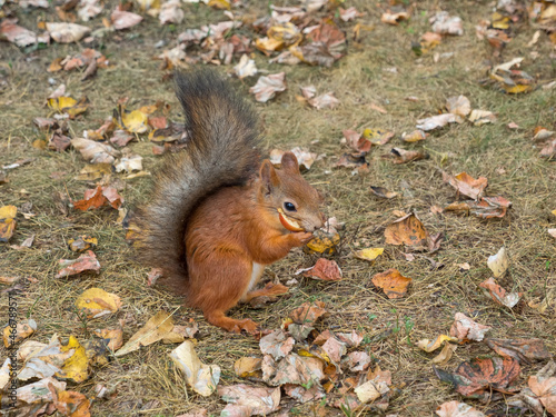 Fox Squirrel eating nuts in Autumn 