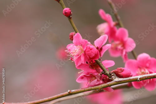 野川桜４ photo
