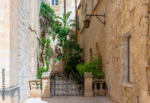 Fototapeta Naklejka Na Ścianę i Meble -  Lush green plants surrounded by limestone walls of Mdina town, Malta.