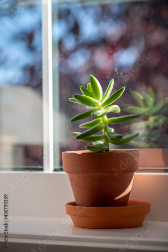 Vertical shot of a Crassula or Pigmyweeds houseplant in the pot on a windowsill on a sunny day photo