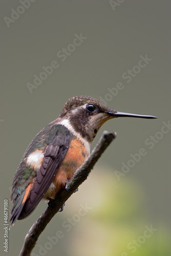 Purple-throated Woodstar (Calliphlox mitchellii) perched, Alambi lodge, Ecuador photo