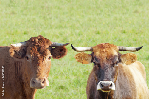 beautiful cows grazing in green field , beef and milk cattle