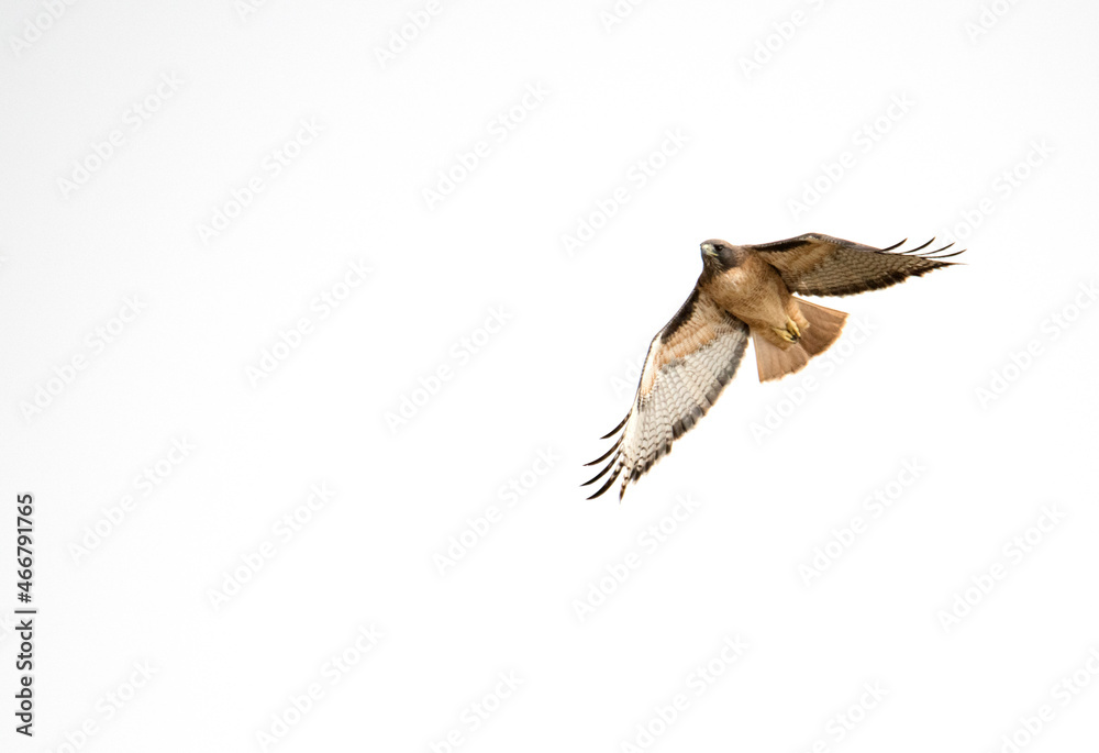 Fototapeta premium red tailed hawk in flight against a clear sky