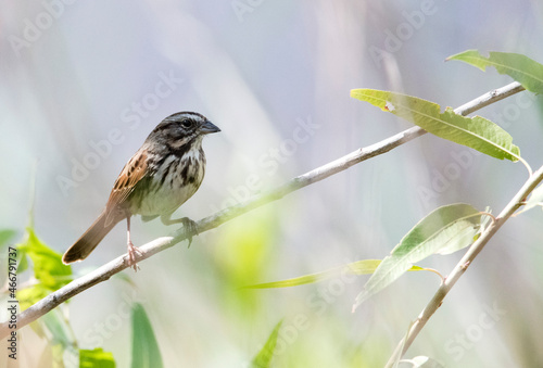 A vesper sparrow on a branch