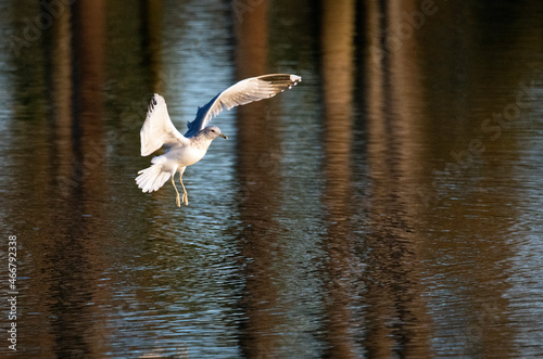 A ring billed gull landing in a pond in southernCalifornia photo