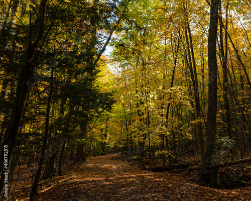 Autumn color - Acadia National Park  Maine