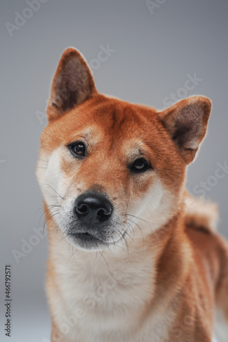 Fototapeta Naklejka Na Ścianę i Meble -  Portrait of japanese purebred puppy against gray background