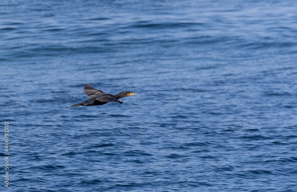 Fototapeta premium Strolling along the Cantabrian coast watching birds: Gray heron, golden plovers