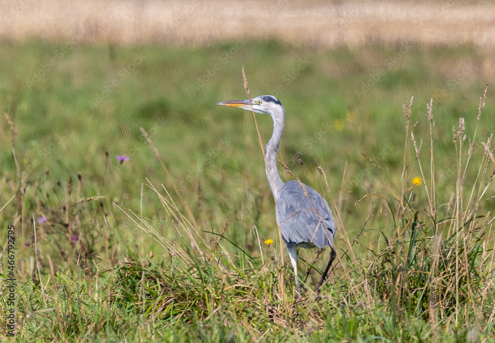 Strolling along the Cantabrian coast watching birds: Gray heron, golden plovers Strolling along the Cantabrian coast watching birds: Gray heron, golden plovers