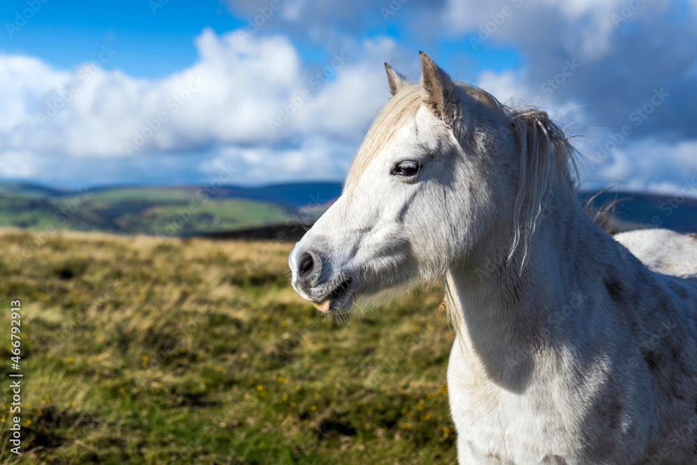 portrait of a wild white horse on the meadow portrait of a wild white horse on the meadow