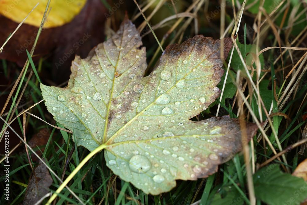 Naklejka premium Widok na piękny jesienny liść z kroplami wody rosy. 