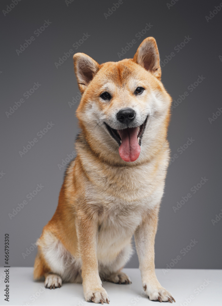 Beautiful japanese doggy with beige fur against gray background