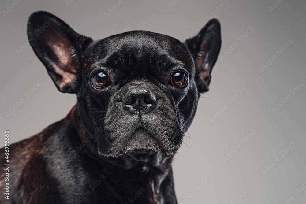 Domestic miniature bulldog with black fur looking at camera