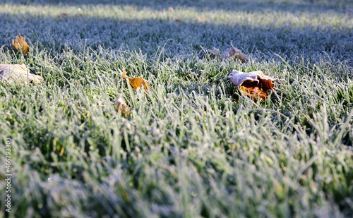 Morning dew froze on a green grass. First frost. Preparing the lawn for wintering. Close-up. Copy space. Banner. Late autumn. Conceptual background of weather forecast. Nature detail. Winter season