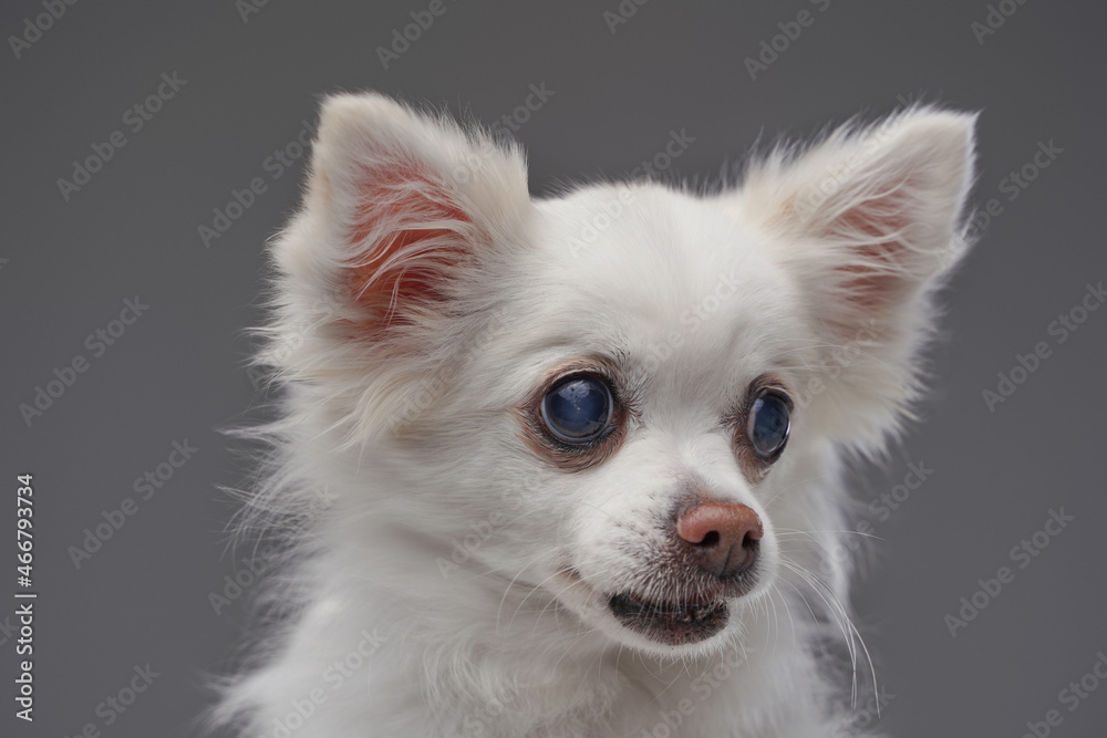 Purebred fluffy chihuahua doggy posing against gray background