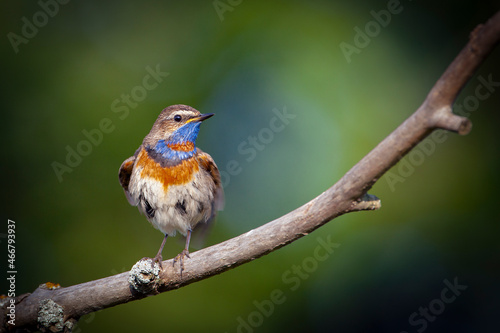 Canvastavla Bluethroat. Birds of Central Russia
