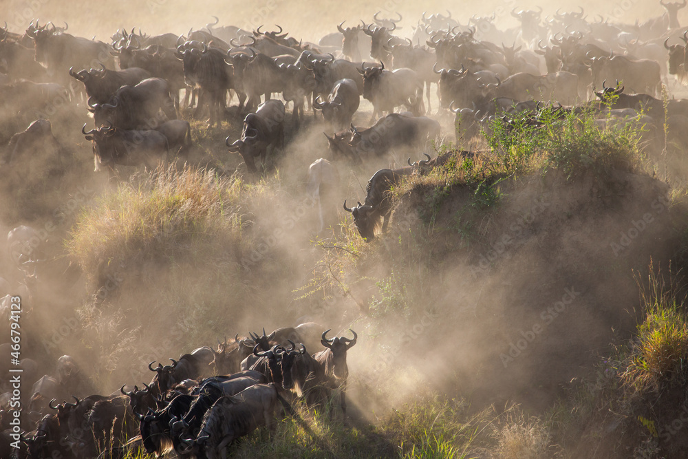 Incredible lighting as wildebeest trample down a cliff into a raging river during one of natures biggest spectacles, the Great Migration of Africa. Shot on the dust banks of the Mara river in Kenya.  - obrazy, fototapety, plakaty 