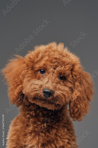 Cute miniature poodle with peach fur against gray background
