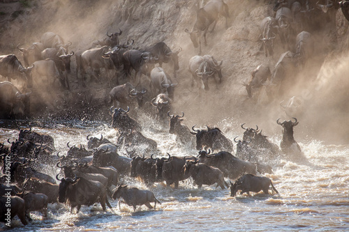 Incredible lighting as wildebeest trample down a cliff into a raging river during one of natures biggest spectacles, the Great Migration of Africa. Shot on the dust banks of the Mara river in Kenya. 