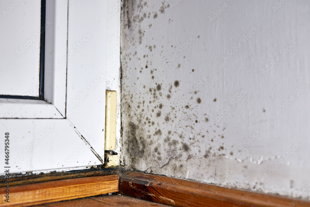 Stains of toxic mold and fungal bacteria on the wall in the corner near the door. Concept of