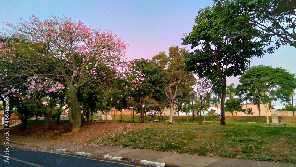 Public square with green trees and a tree with pink flowers. Praça pública com árvores verdes e uma árvore de flores rosas. @gevairnorberto