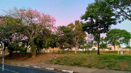 Public square with green trees and a tree with pink flowers. Praça pública com árvores verdes e uma árvore de flores rosas. @gevairnorberto