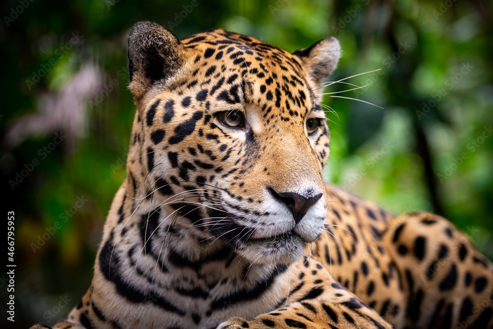 Obraz premium Portrait d'un male jaguar, Belize zoo