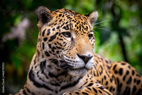 Portrait d'un male jaguar, Belize zoo © Christophe