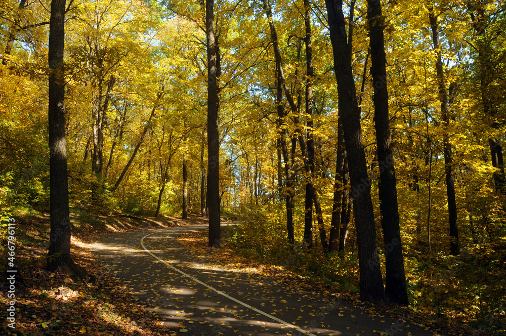 Obraz premium Autumn landscape in a city pack with trees with yellow foliage.
