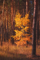 Wandcirkels Bruin Gele herfstboom in diep bos  © Bashkatov