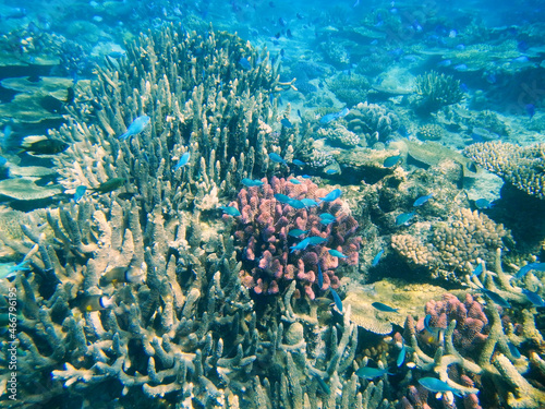 Fototapeta Naklejka Na Ścianę i Meble -  Coral reef in Somosomo Strait off the coast of Taveuni Island, Fiji