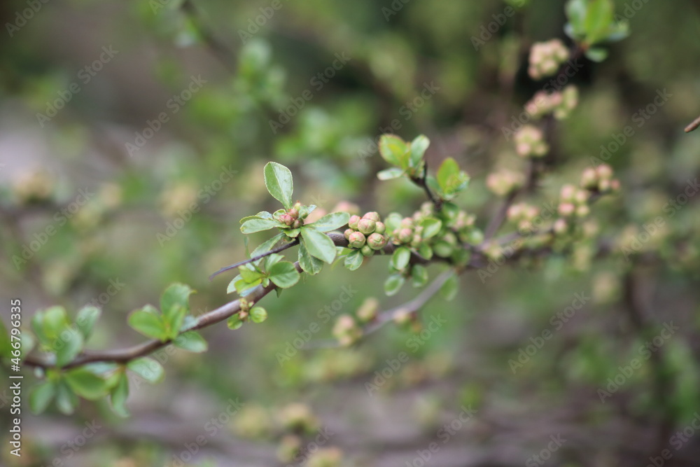 The beginning of quince flowering. High quality photo The beginning of quince flowering. High quality photo