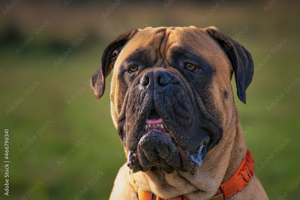 2021-11-02 CLOSE UP OF A MATURE BULLMASTIFF WITH A BLURRY LIGHT GREEN BACKGROUND