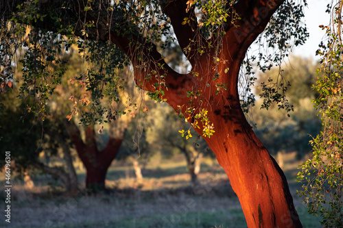 Sobreiro photo