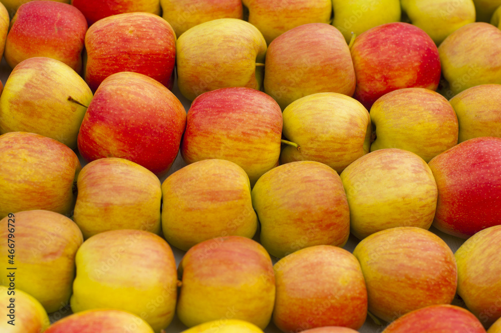 Ripe apples lie in rows Ripe apples lie in rows