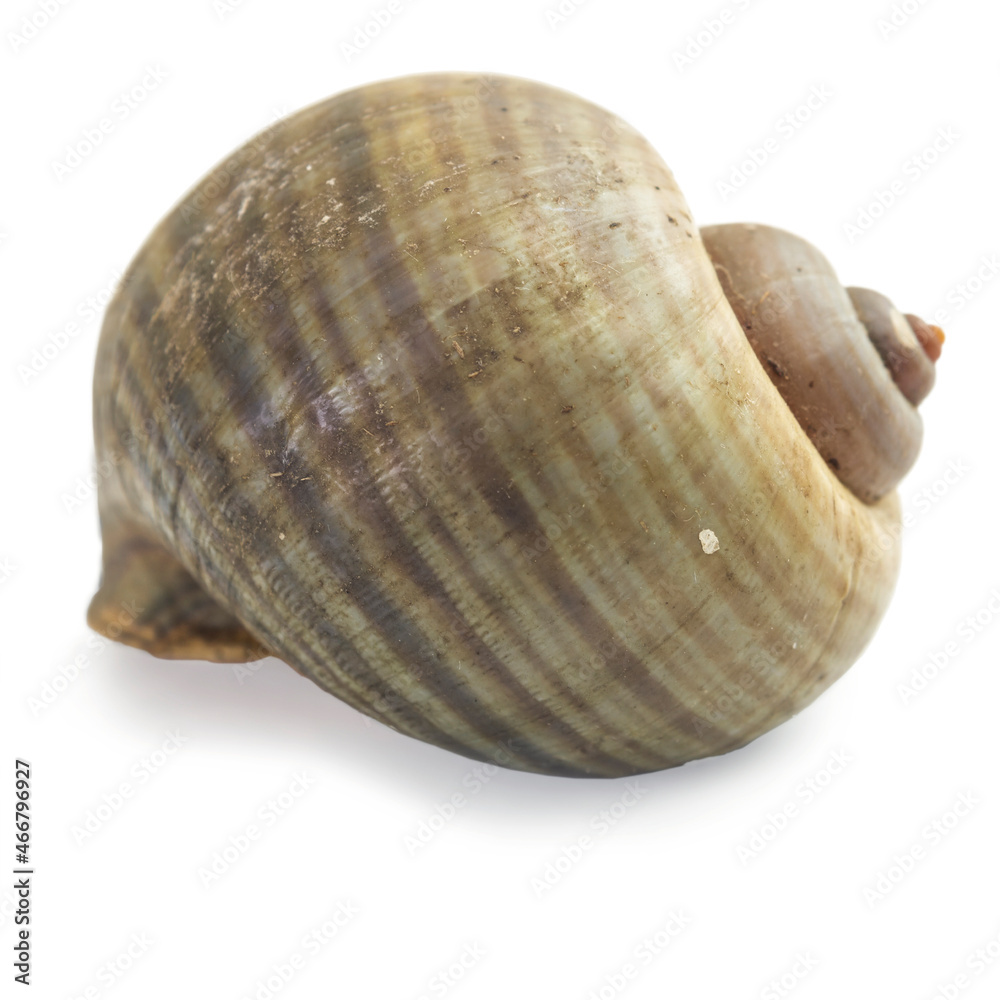 On white background an empty grape snail shell. Europe largest snail On white background an empty grape snail shell. Europe largest snail