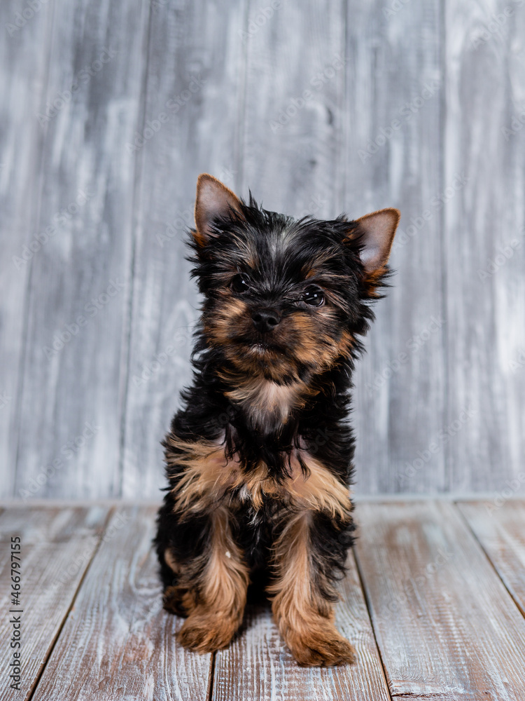 Cute Yorkshire Terrier puppy looking at the camera sitting on a grey background