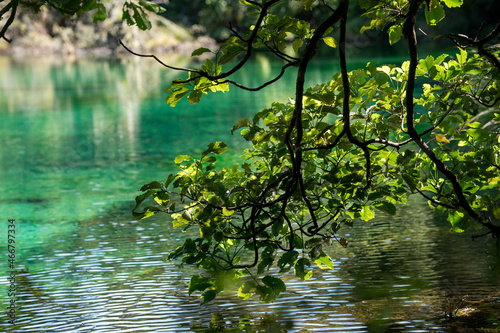 Clear water in the Lake Kaitawa Fairy Springs Track, New Zealand photo