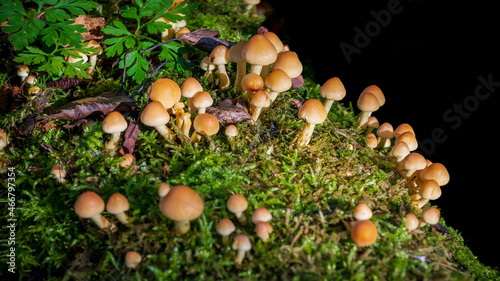 mushrooms in the forest Hypholoma fasciculare or sulphur tuft or clustered woodlover