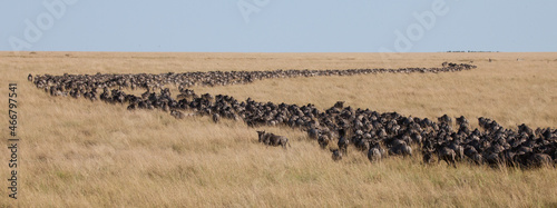 Long lines and masses of wildebeest in the Great Migration of the Serengeti and Masai Mara in East Africa photo