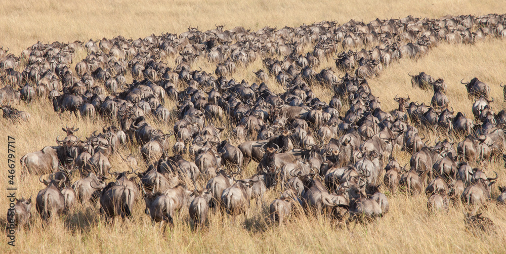 Long lines and masses of wildebeest in the Great Migration of the Serengeti and Masai Mara in East Africa - obrazy, fototapety, plakaty 