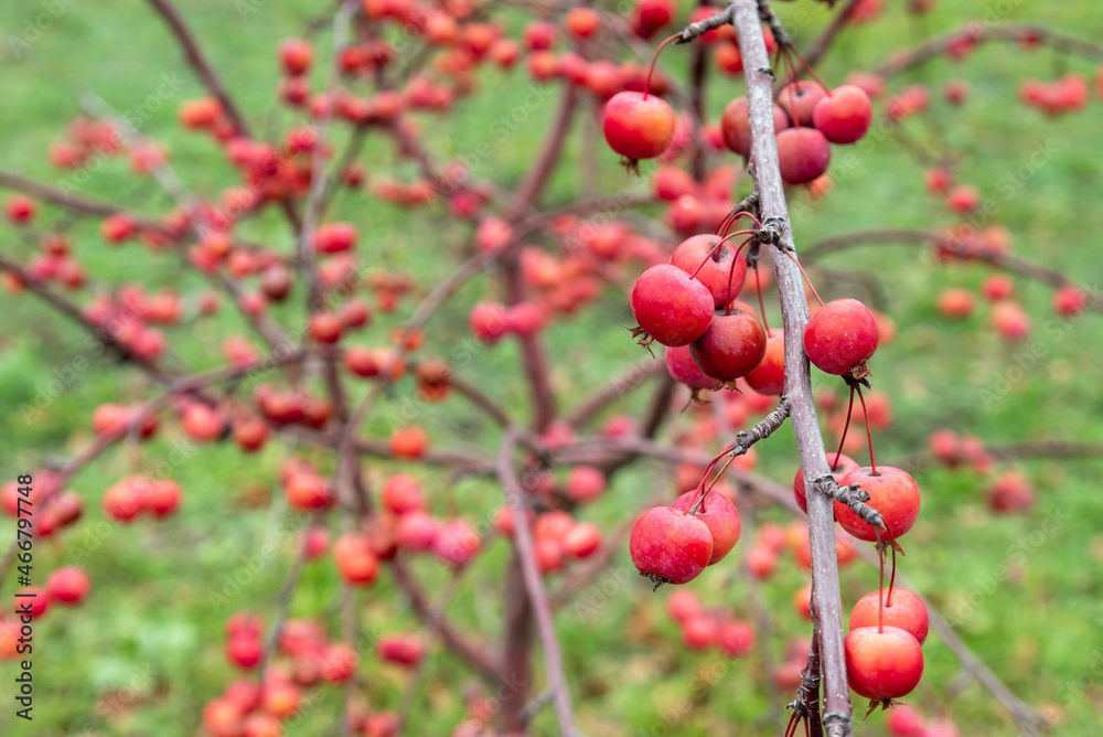Obraz premium Red apples on a decorative apple tree with fallen leaves in the autumn garden.
