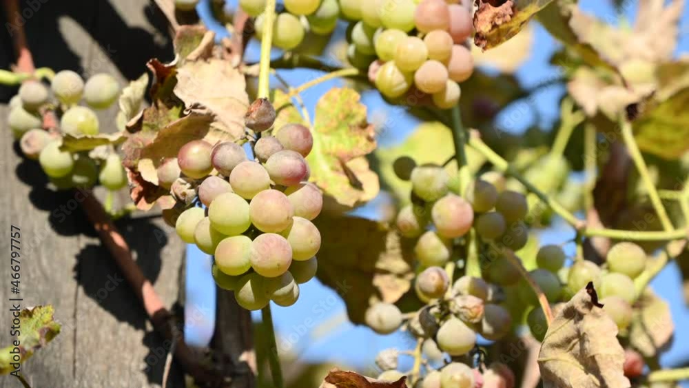 White grapes on a vineyard in Moldova White grapes on a vineyard in Moldova