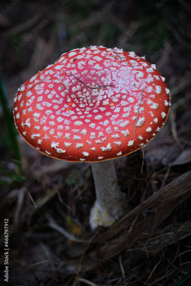 Fly Agaric (Amanita Muscaria) Mushroom Fly Agaric (Amanita Muscaria) Mushroom
