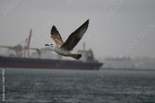 seagull flying in the sky above the bosphorus strait in Istanbul  Turkey in stormy and rainy day