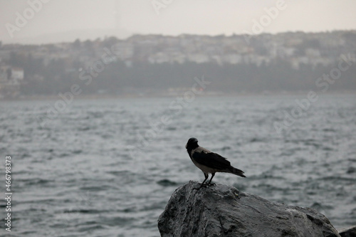 crow on the shore of Bosporus strait in Istanbul, Turkey © Sergei Timofeev