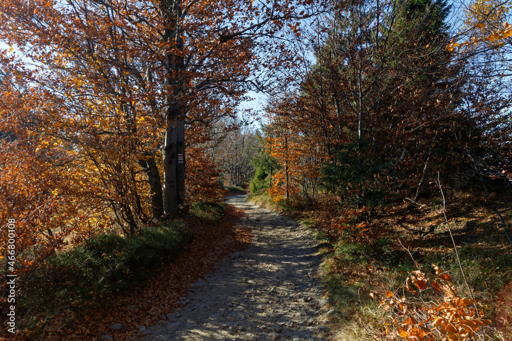 Fototapeta premium Trasa pieszej wycieczki w Beskidzie Ślaskim.